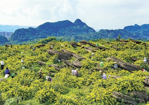 重庆秀山：：：一朵山银花，，绽放19亿元综合产值